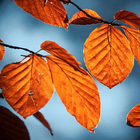 Roodkleurige herfst bladeren van Jayzon Photo