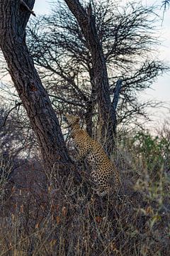 Moeder luipaard in het wild in Namibië, Afrika van Patrick Groß