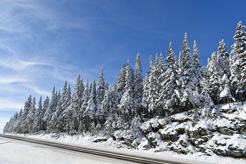 Een landweggetje in de winter