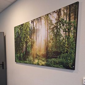 Kundenfoto: Sonnenaufgang im Wald von Günter Albers, als artframe