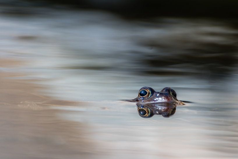 Frog in a pond by Diantha Risiglione