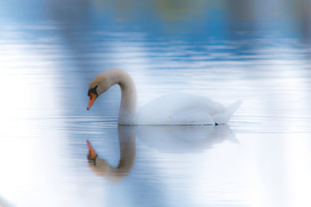 Der melancholische Schwan