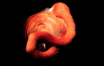 Flamingo van Bert Jonkhans