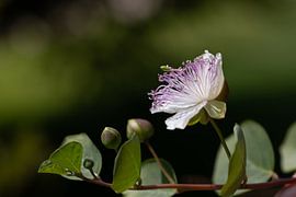 Caper blossom against a green background by Ulrike Leone