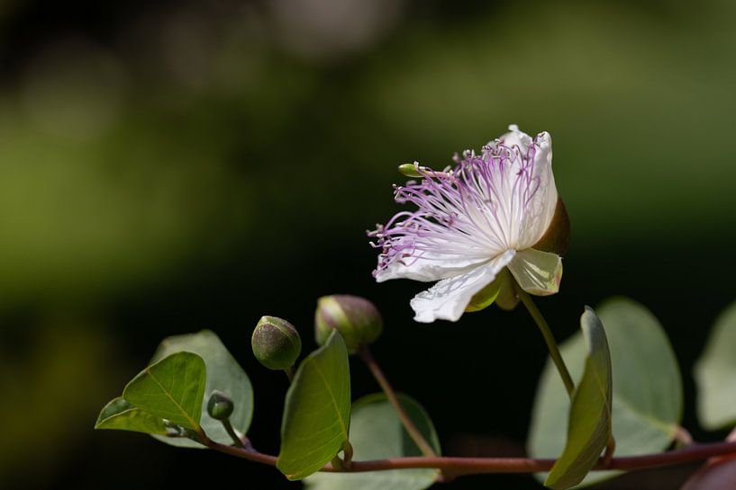 Kapernblüte vor grünem Hintergrund von Ulrike Leone