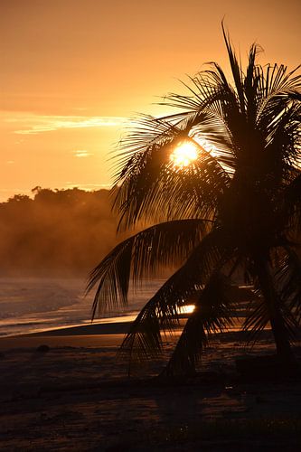 Sonnenuntergang am Strand mit einer Palme