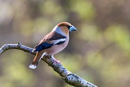 Apfelfink von Merijn Loch