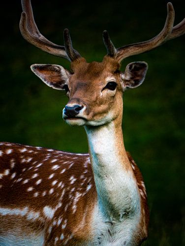 Chevreuils sur Rianne Jacobs