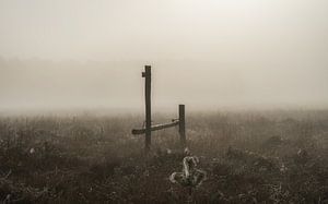 Een mistige blik over het veld