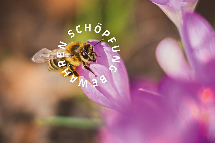 Préserver la création 05 Motif Bee par Jonathan Schöps | UNDARSTELLBAR.COM — Pensées visuelles sur Dieu