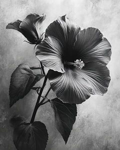 L'Hibiscus