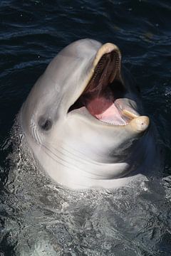 Tuimelaar (Tursiops truncatus) van Ronald Pol