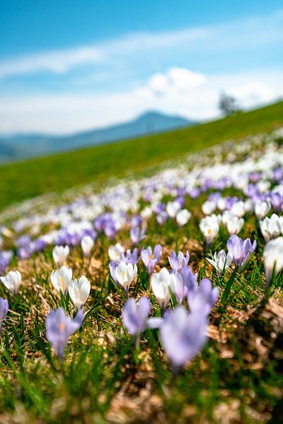 Flowery view of the Grünten from noon by Leo Schindzielorz