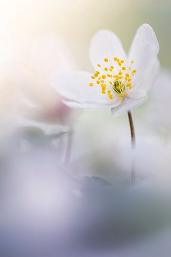 Bosanemoontjes met tegenwind gefotografeerd