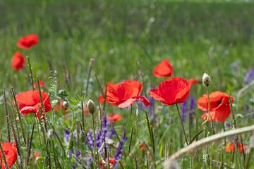 Klaprozen in een veld in Duitsland van de-nue-pic