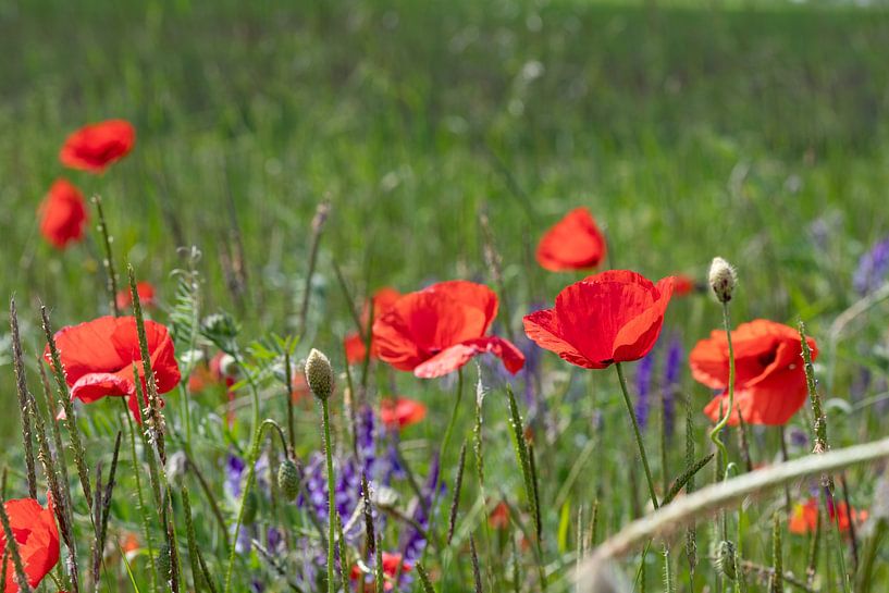 Coquelicots dans un champ en Allemagne par de-nue-pic
