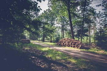 Baumstämme entlang Wanderweg im Wald auf der Veluwe