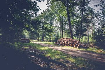 Boomstammen langs wandelpad in bos op de Veluwe
