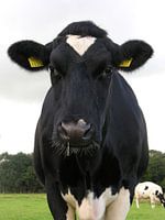 Een verkouden koe.