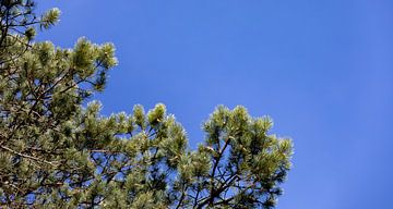 Naaldbomen met een blauwe lucht