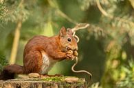 Écureuil avec une cacahuète par Tanja van Beuningen Aperçu