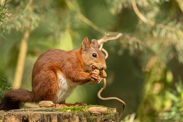 Écureuil avec une cacahuète sur Tanja van Beuningen