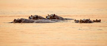 Nijlpaarden in de avond van Bart Vastenhouw