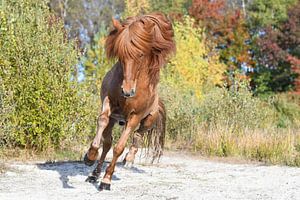 Wild Stallion by Vera van Praag Sigaar