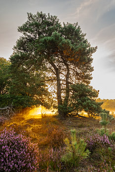 Sonnenaufgang in der Heide