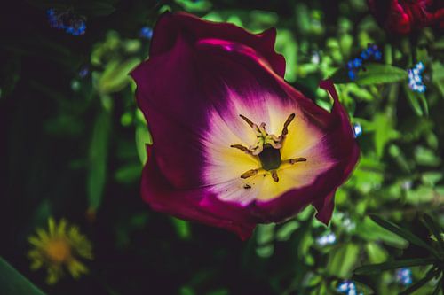Tulip van bovenaf