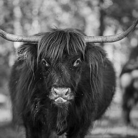 Le Highlander écossais en noir et blanc sur Sasja van der Grinten