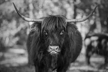 Highland cattle Black & White by Sasja van der Grinten