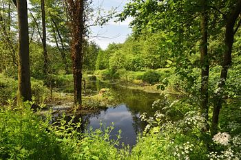 De natuur langs de Nette.