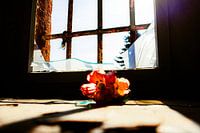 Einzelne Blume auf der Fensterbank – Symbol der Stille im Lost Place
