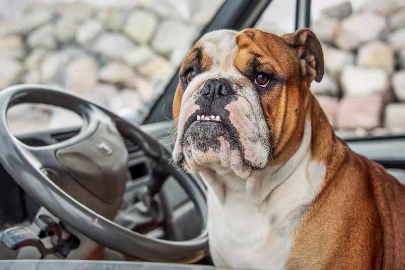 Bulldog behind the wheel of a car by Harrie Muis