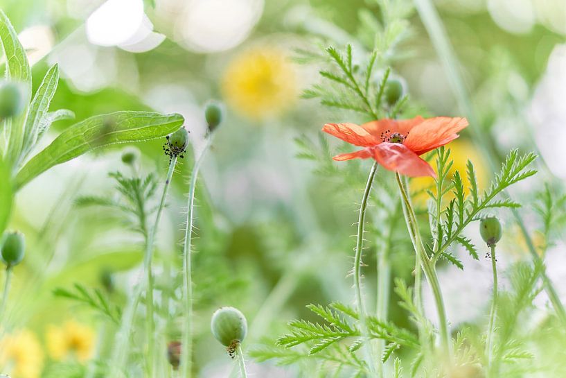 Poppy with a dreamy bokeh background by Ad Jekel