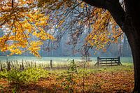 Autumn morning