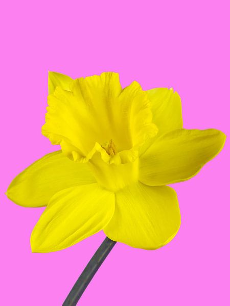 Jonquille jaune sur fond rose par Katrin May