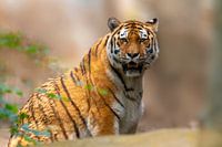 Amur Tiger sitzt und schaut in die Kamera