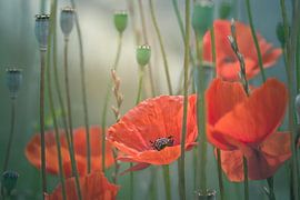 Coquelicots pittoresques sur Arja Schrijver Photographe