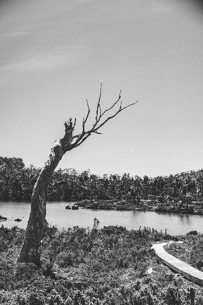 Mount Field: Juwel der tasmanischen Wildnis von Ken Tempelers