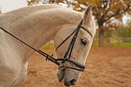 Photo shoot with white horse on a riding arena