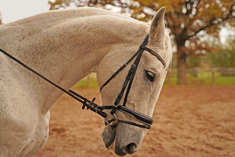 Fotoshooting mit weißem Pferd auf einem Reitplatz von Babetts Bildergalerie