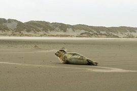 Un phoque sur la plage de Terschelling sur Bert Broer