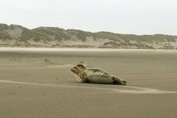 Een zeehond op het strand van Terschelling van Bert Broer