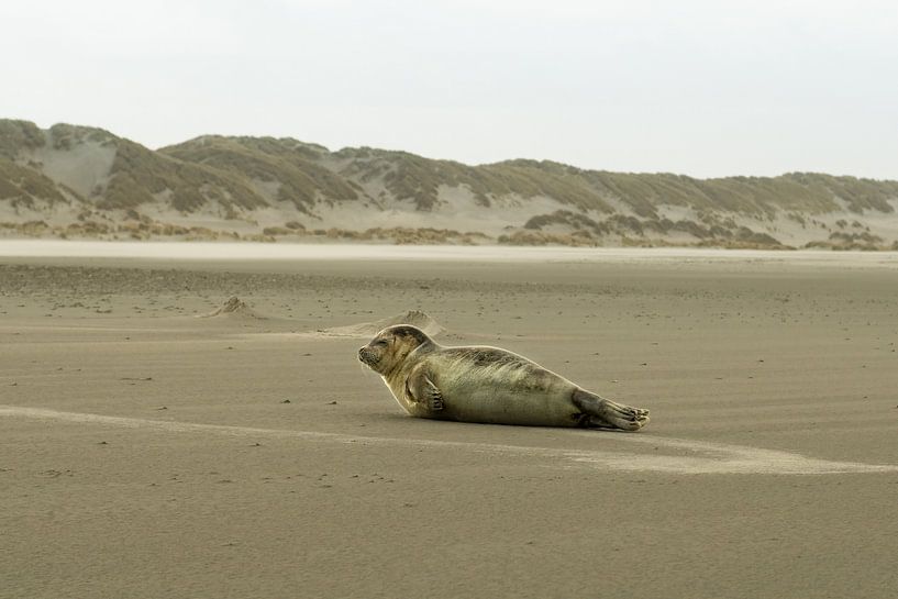 A seal on the beach of Terschelling by Bert Broer