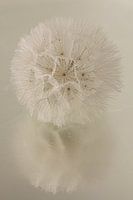 Rustic warm atmosphere: Fluff ball reflects in watery surface