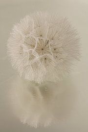 Rustikale warme Atmosphäre: Flusenball spiegelt sich in wässriger Oberfläche von Marjolijn van den Berg