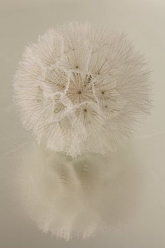 Landelijke warme sfeer: Pluizenbol weerspiegelt in waterig oppervlak