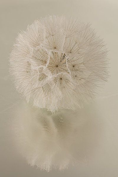 Rustic warm atmosphere: Fluff ball reflects in watery surface by Marjolijn van den Berg